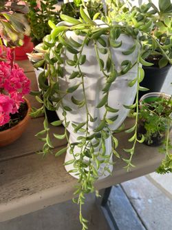 String of Banana Plant