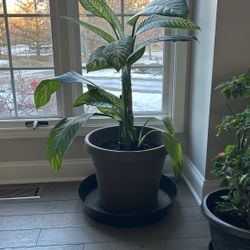 Houseplant