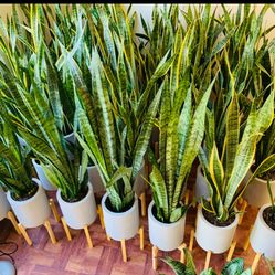 ♥️Super Tall ♥️BEST PLANT ON PLANET♥️Snake Plants In 10” Grey pot &Stand(PLS READ DESCRIPTION)