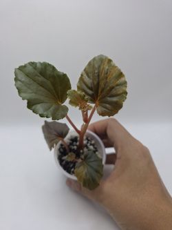 Begonia Cucullata Auera