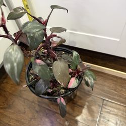Philodendron pink princess