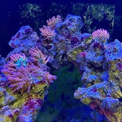Rainbow Bubble Tip Anemone