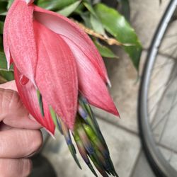 Maceta Grande De Cerámica Con Planta De Bromelias Ahora Floreando $40