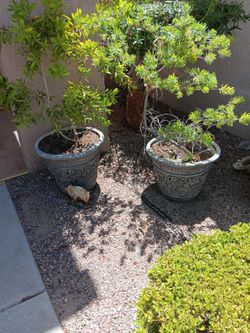 Plants & Pots