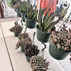 Hanging Baskets $20 Each