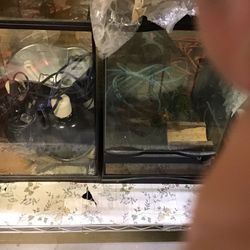 Reptile Cages And Assortments 