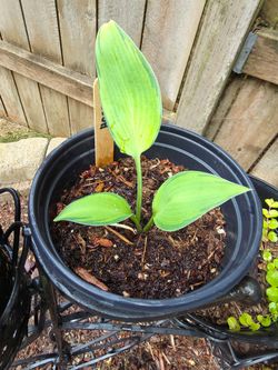 $2 plants