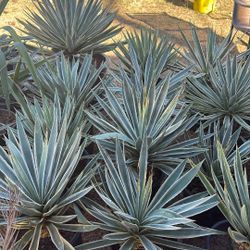 Plants! Cactus And More…