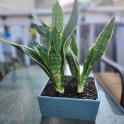 3 In 1 Snake Plants 