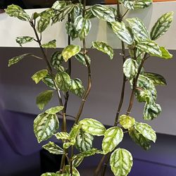 Aluminum Plant (Pilea cadierei)  With 5” Terracotta Pot 