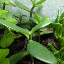 Jade Tree Rooted Cuttings