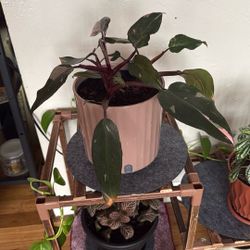 Real Pink Princess Philodendron 