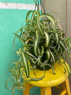 Spider plant