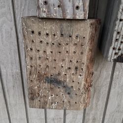 Mason Bees