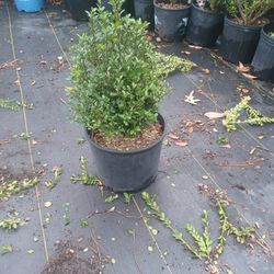 3 Gal Coned Compacta Holly