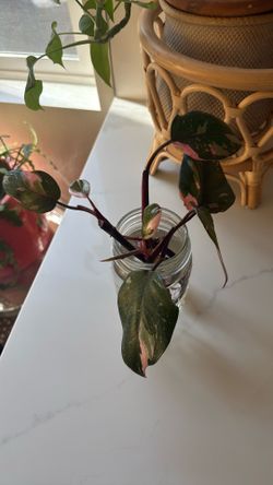 2 pink princess plant cutting