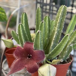 Stapelia