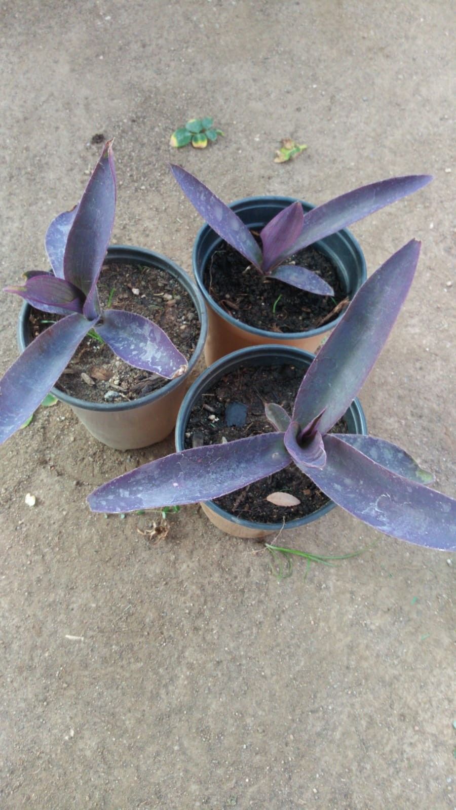 Planta natural de maguey morado una $2 y tres por $5