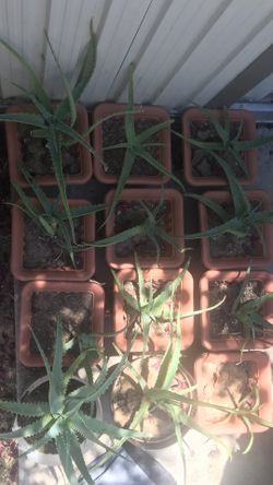 Aloe plant
