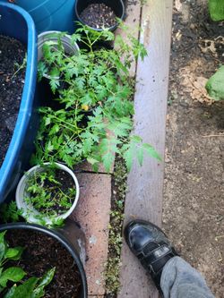 Neem Plants