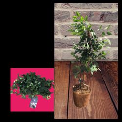 Artificial 4 ft  Ficus Tree ($80) & Ivy ($155) SELLING FOR $40 FOR BOTH