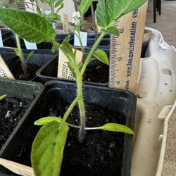 Tomato Plants 