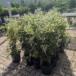 Sweet Almond Perfume Flower Plant 