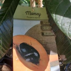 Mamey