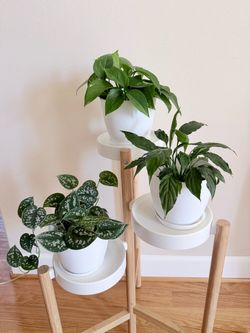 Live golden Pothos silvery Ann, peace lily plant in 6” pot