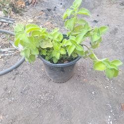 Oregano Orejon A 8