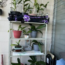 Orchids Plants, And More $1
