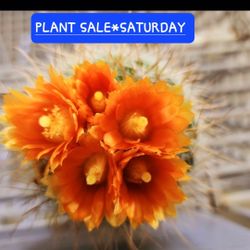 PLANT SALE SATURDAY FROM 1PM TO 5PM IN SAN LORENZO * SATURDAY 