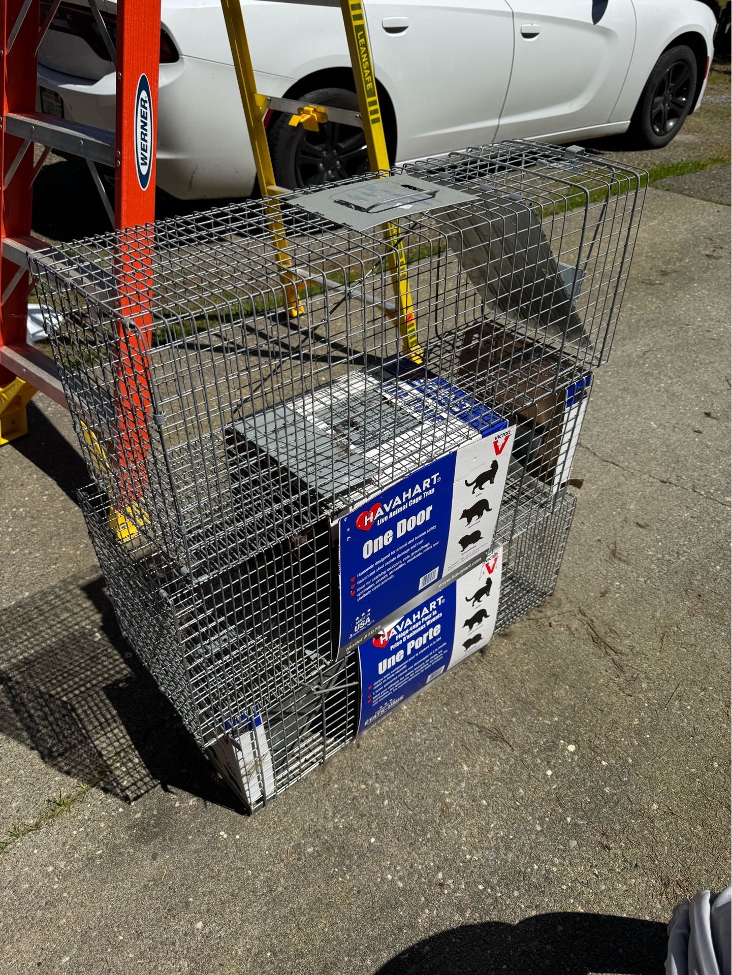 Raccoon traps
