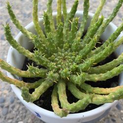 “Medusa’s Head” Succulent Plant 