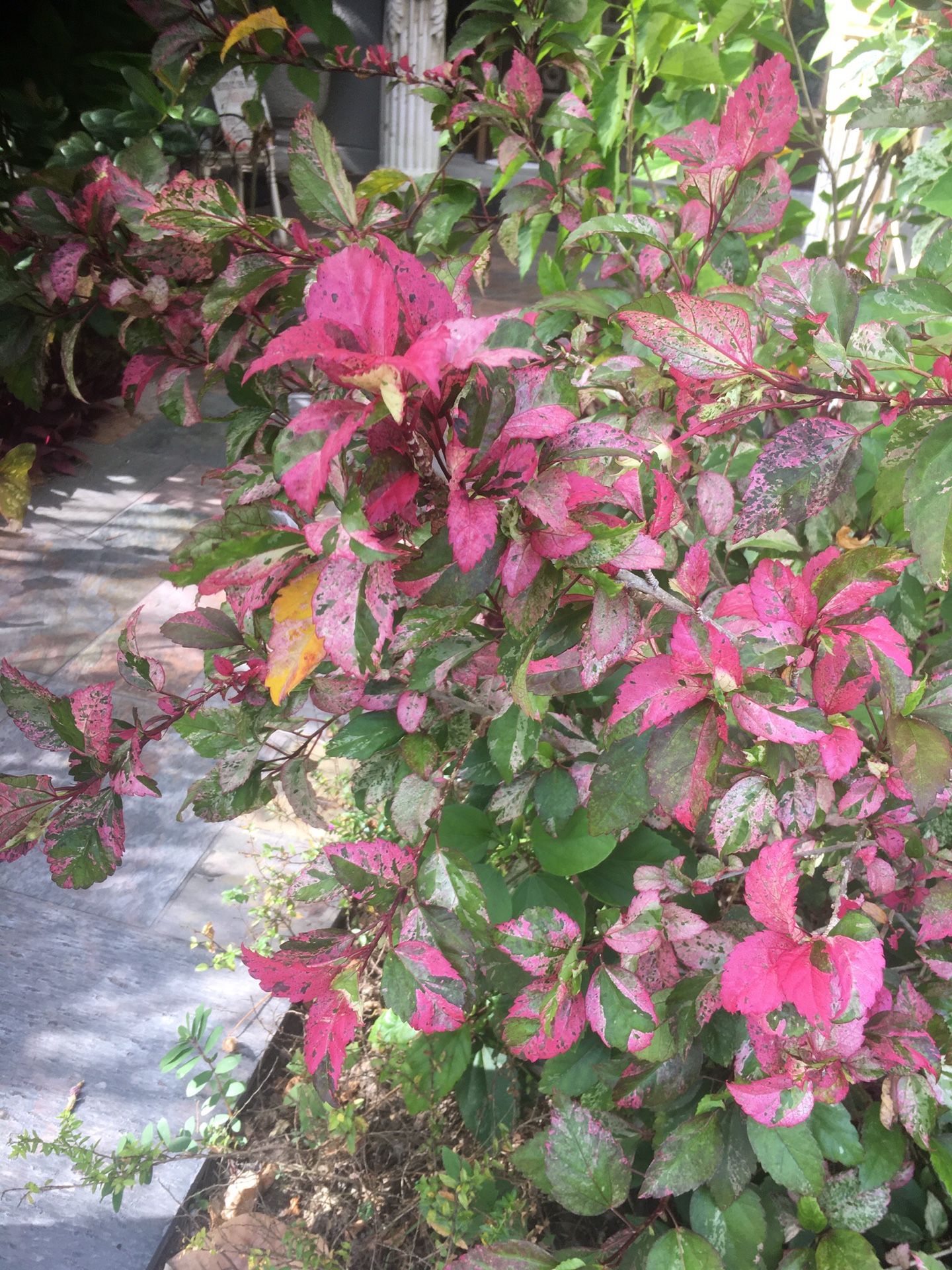 Rooted Plantlings Fire & Ice Hibiscus Sinensis