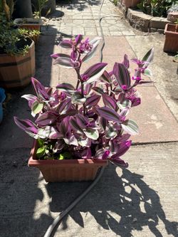 Beautiful Purple Wandering Jew Blooming Flowers Now