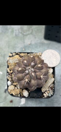 Copiapoa