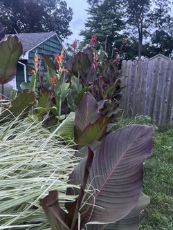 Want To buy My Canna bulbs Now 