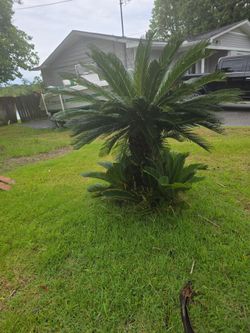 Lot of sago palm pups-7.00 each-you choose your pup