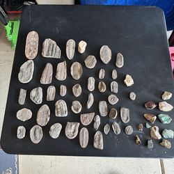 Fossil and rock collection