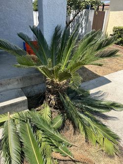 Free Sego Palm