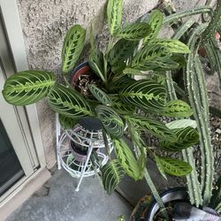 Prayer Plant 
