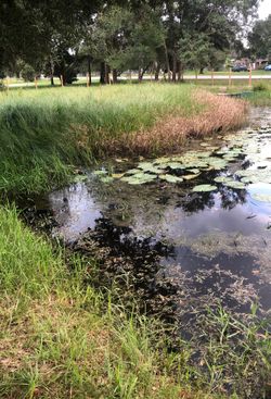 I need help with my pond!