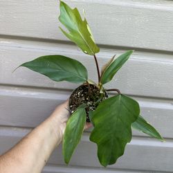 4” philodendron mayoi 