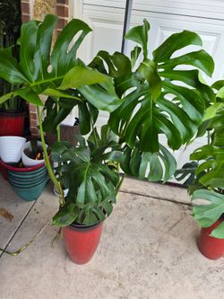 Humongous Monstera Plants