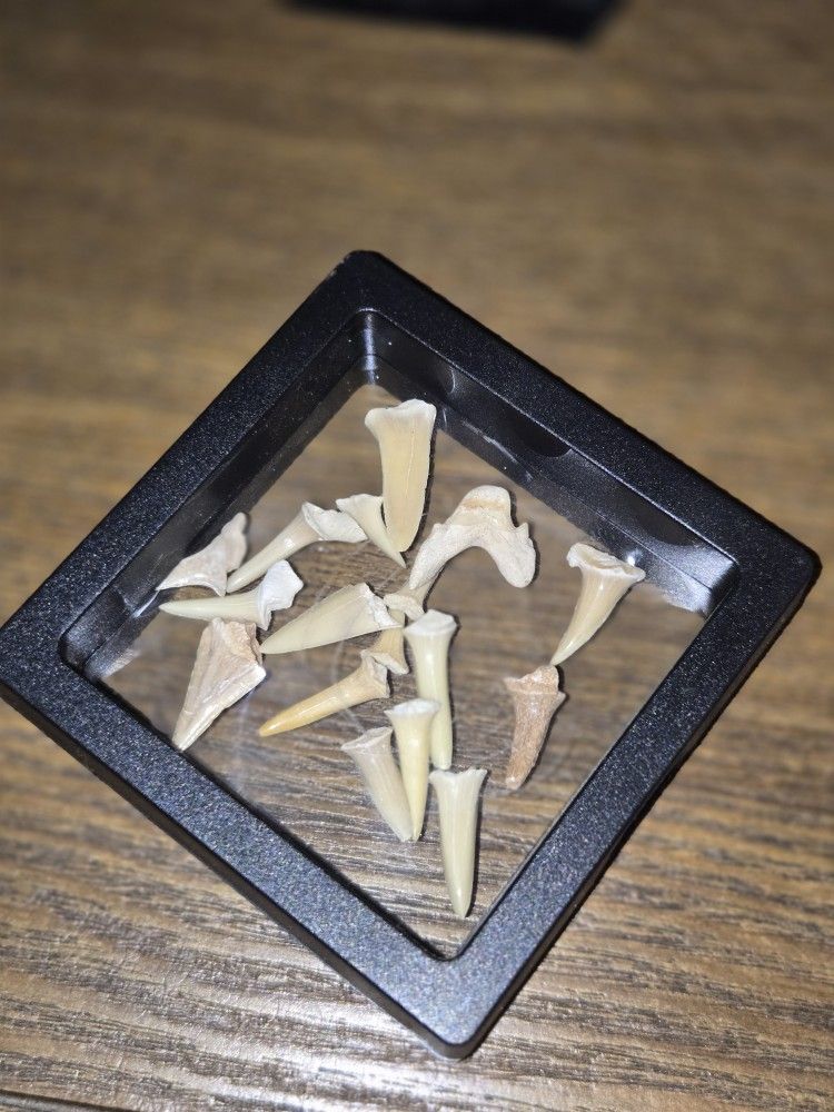 Cream Colored Sm. Shark Teeth,  Showcased