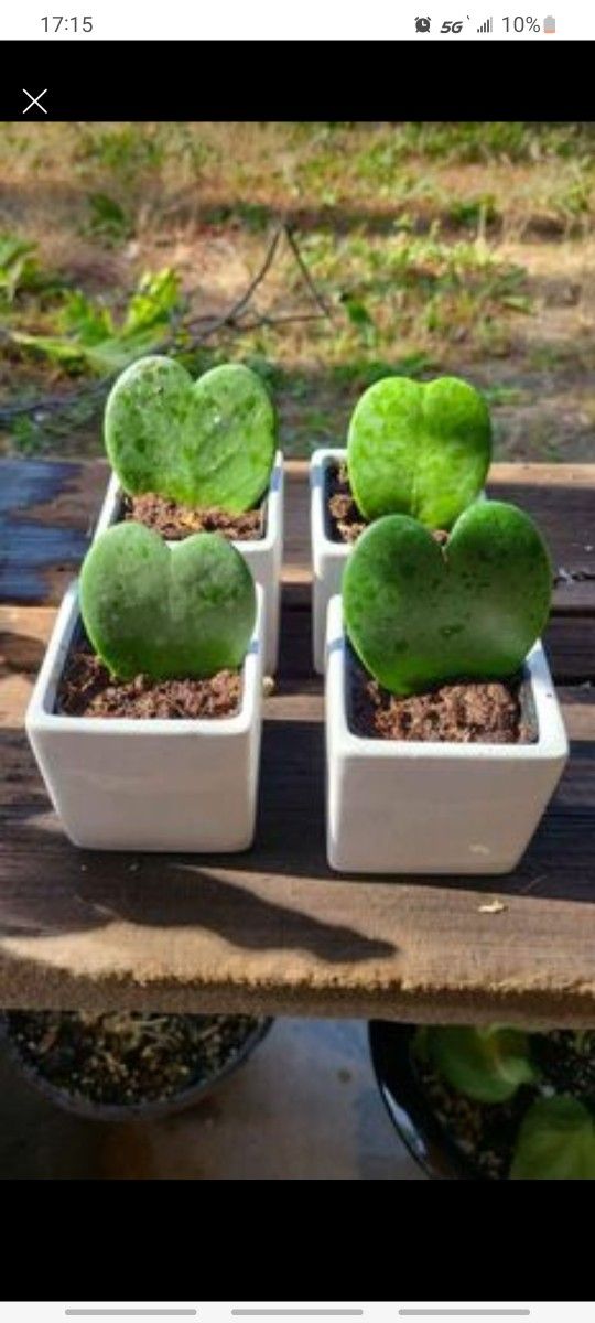 Heart shaped hoya