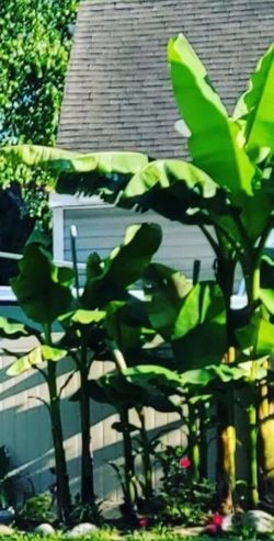 Cold Hardy Banana Tree (Medium)