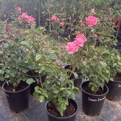 🌹 Queen Elizabeth Rosebush (Grandiflora Rose)