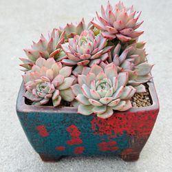Succulents plants 🪴 (Echeveria Lindsayana)